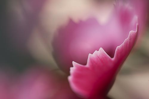 abstract pink flower