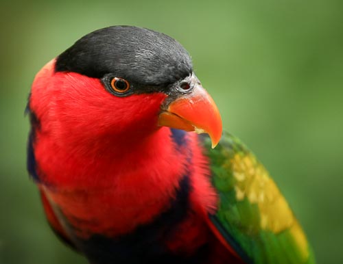 black capped lori