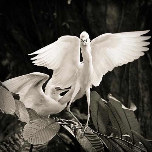 cattle egret white bird tree branch