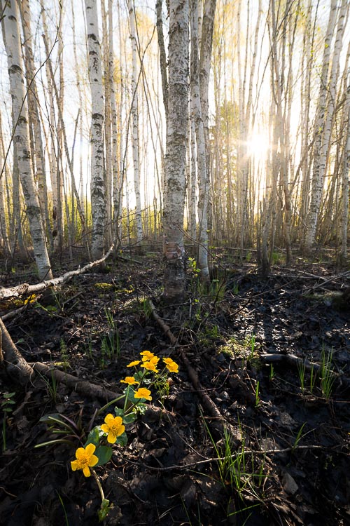 flower forest