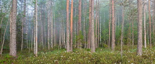 forest finland