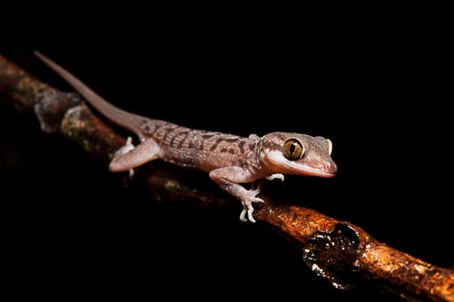 gecko