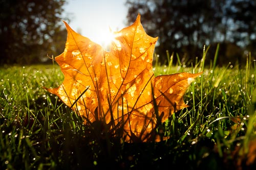 mapple leaf autumn