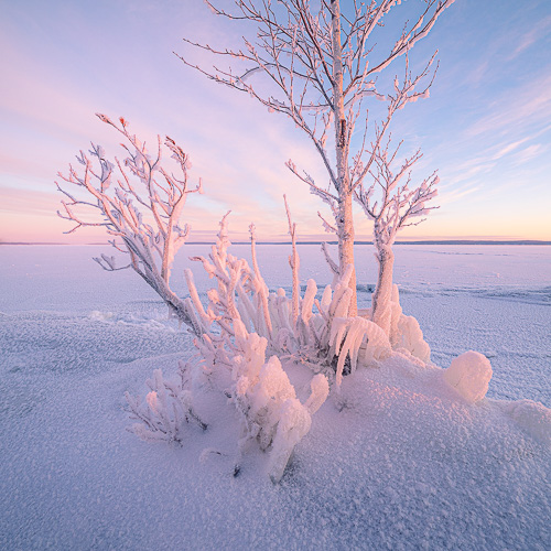nature photo