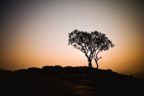 sunrise tree silhouette