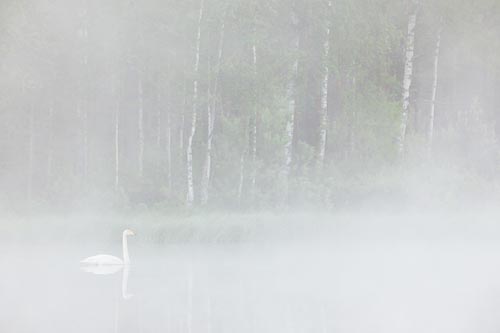 swan fog