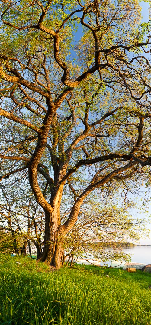 tall tree panorama