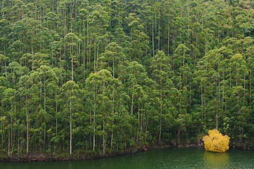 trees landscape pattern